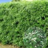 Winterharde Bamboeheg -Boom Tuin Verkoop 8901050826782