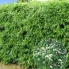 Winterharde Bamboeheg -Boom Tuin Verkoop 8901051121694