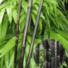 Zwarte Bamboe 'Black Pearl' 2 Zwarte Bamboe 'Black Pearl' -Boom Tuin Verkoop 8901051842590