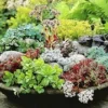 Winterharde Sedum Mix