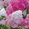 Tuinhortensia 'Vanille Fraise®' -Boom Tuin Verkoop 8901090672670