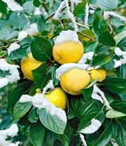 Nieuwkomers -Boom Tuin Verkoop 8901096996894