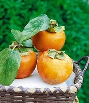 Nieuwkomers 15 Winterharde Kaki (sharonfruit)