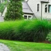 Chinees Zilvergras 'Eulalia' -Boom Tuin Verkoop 8901099913246