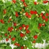 Hangaardbei 'Hummi® ' -Boom Tuin Verkoop 8901119082526