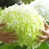 Tuinhortensia 'Incrediball®' -Boom Tuin Verkoop 8901129273374