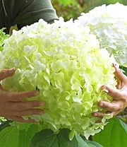 Tuinhortensia 'Incrediball®'