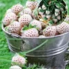 Witte Ananas-Aardbei 'Natural White' -Boom Tuin Verkoop 8901158076446