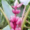 Roze Dwergbanaan -Boom Tuin Verkoop 8901187403806
