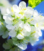 'Cherrykose®' 5 'Cherrykose®' - Afbeelding 3