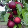 'Cherrykose®' -Boom Tuin Verkoop 8901191598110