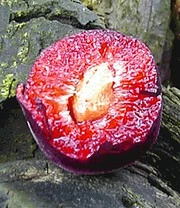 'Cherrykose®' 6 'Cherrykose®' - Afbeelding 4