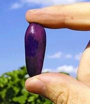 Boom Tuin Verkoop -Boom Tuin Verkoop 8901193039902