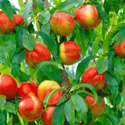 Nieuwkomers -Boom Tuin Verkoop 8901198807070