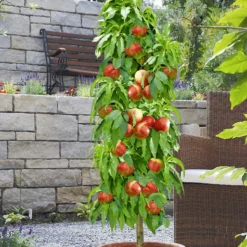 Nieuwkomers 13 Zuilnectarine 'Licecol®'