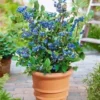 Blauwe Bosbessen 'Blue Parfait' -Boom Tuin Verkoop 8901202706462