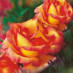 Set Clematis 'Avant Garde TM' & Klimroos 'Parure D'or®' -Boom Tuin Verkoop 8901292163102