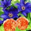 Set Clematis 'The President' & Klimroos 'Papi Delbard®' -Boom Tuin Verkoop 8901292785694