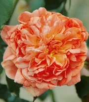 Klimroos 'Papi Delbard®' 5 Klimroos 'Papi Delbard®' - Afbeelding 3