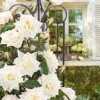 Klimroos 'Blanche Colombe®' -Boom Tuin Verkoop 8901301174302