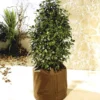 Potplantenbescherming 'Thermo Plus' 45 Cm -Boom Tuin Verkoop 8901322833950