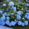 Boerenhortensia 'Générale Vicomtesse De Vibraye®' -Boom Tuin Verkoop 8901409374238