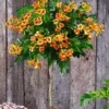 Campsis Stammetje 'Indian Summer®',1 Plant -Boom Tuin Verkoop 8901495160862