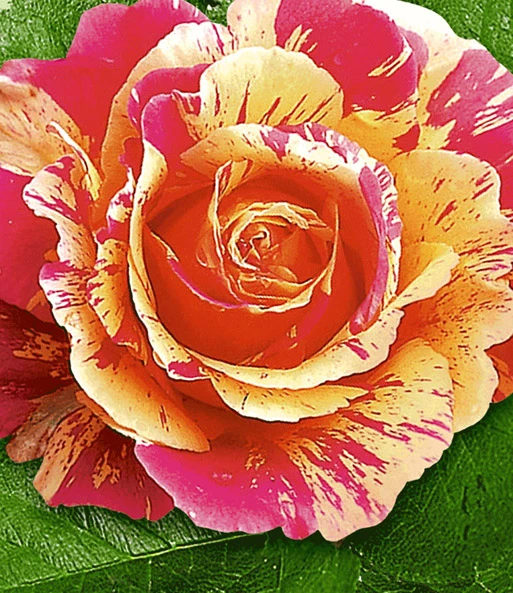 Rozenstam 'Claude Monet®' 4 Rozenstam 'Claude Monet®' - Afbeelding 2