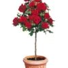 Rozenstam 'Le Rouge Et Le Noir®' -Boom Tuin Verkoop 8901545721886