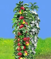 Boom Tuin Verkoop -Boom Tuin Verkoop 8901571051550