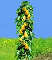 Zuilfruit Collectie Peer & Appel 5 Zuilfruit Collectie Peer & Appel - Afbeelding 3