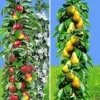 Zuilfruit Collectie Peer & Appel -Boom Tuin Verkoop 8901571280926