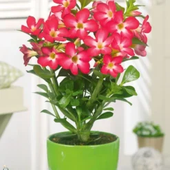 Kamerplanten Collectie -Boom Tuin Verkoop 8901572591646