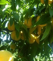 Perzik-Abrikoos 'Honeymoon' 4 Perzik-Abrikoos 'Honeymoon' - Afbeelding 3