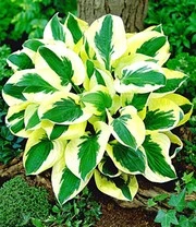 Reuze Hosta Collectie Voor Een Voordeelprijs 4 Reuze Hosta Collectie Voor Een Voordeelprijs - Afbeelding 2