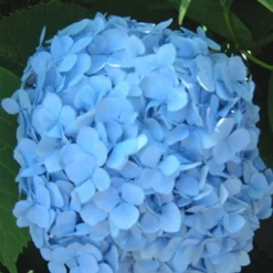 Hortensia Collectie Voor Een Voordeelprijs -Boom Tuin Verkoop 8901666242590