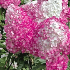 Hortensia Collectie Voor Een Voordeelprijs -Boom Tuin Verkoop 8901666308126