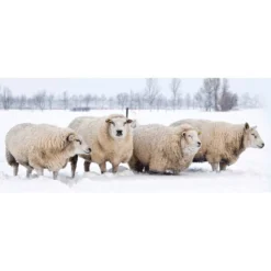 Winter Beschermingsmat Van Schapenwol 'grijs' 200x50 Cm -Boom Tuin Verkoop 8901687345182