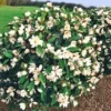 Geurende Magnoliahaag 'Fairy' -Boom Tuin Verkoop 8901727617054