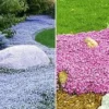 Bodembedekker Collectie 'roze En Blauw' -Boom Tuin Verkoop 8902124437534