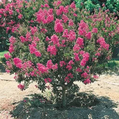 Bloeiende Struiken Collectie -Boom Tuin Verkoop 8902124732446