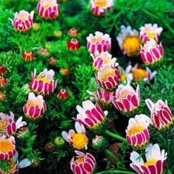 Bloeiende Bodembedekker Collectie 7 Bloeiende Bodembedekker Collectie -Boom Tuin Verkoop 8902125453342