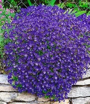 Collectie Bodembedekkers 6 Collectie Bodembedekkers - Afbeelding 4