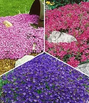 Collectie Bodembedekkers 3 Collectie Bodembedekkers