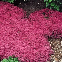 Bodembedekker Collectie Rood En Blauw -Boom Tuin Verkoop 8902126927902