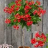 Campsis Stammetje 'Fire Trumpet Vine®',1 Plant -Boom Tuin Verkoop 8902173425694