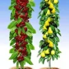 Zuilfruit Duo Peer & Kers -Boom Tuin Verkoop 8902183911454