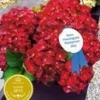 Tuinhortensia 'Ruby Tuesday®' 2 Tuinhortensia 'Ruby Tuesday®' -Boom Tuin Verkoop 8902219563038