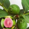 Echte Guave 1 Echte Guave -Boom Tuin Verkoop 8902221561886