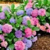 Hortensia 'L.A. Dreamin®' -Boom Tuin Verkoop 8902294470686